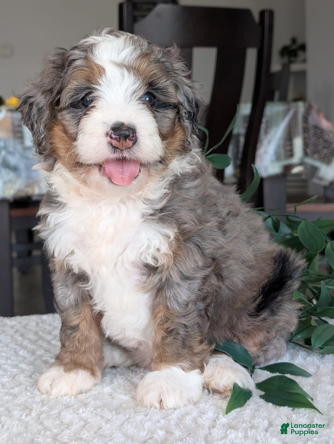 Mini Bernedoodle dogs for sale: Allie - Image 16