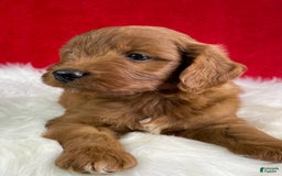 Mini Goldendoodle dogs for sale: Ash - Image 5
