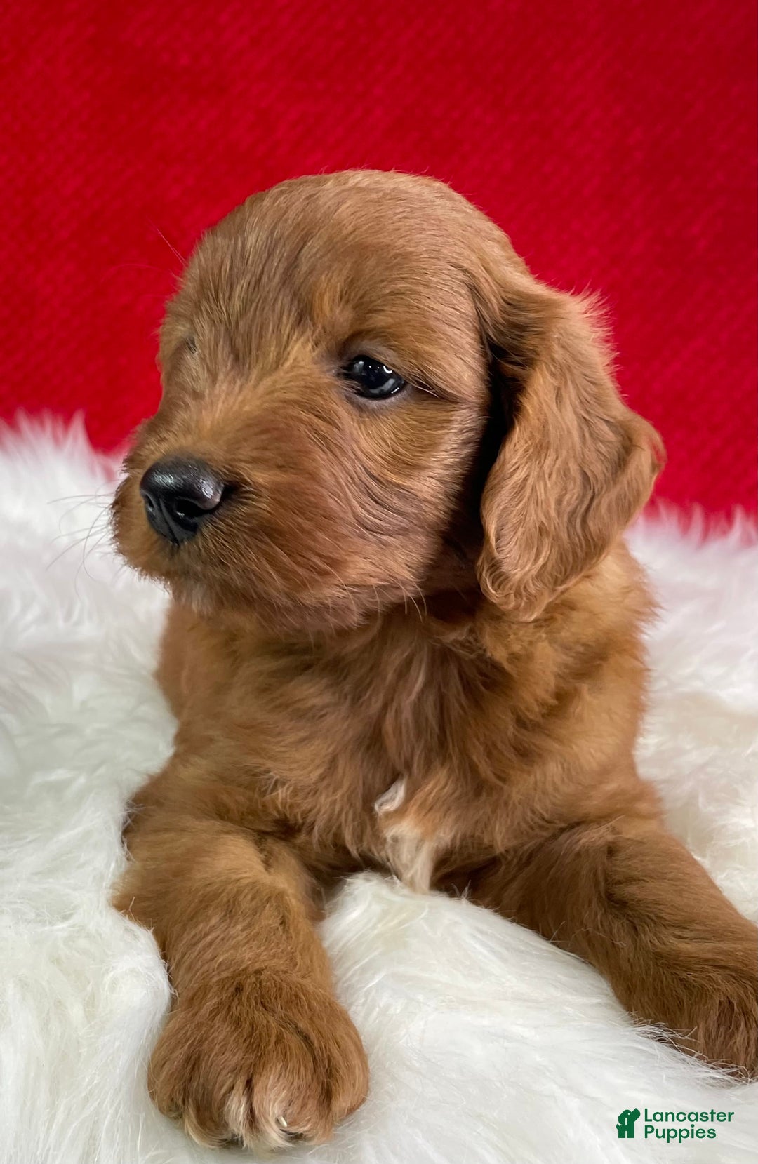 Mini Goldendoodle dogs for sale: Ash - Image 5