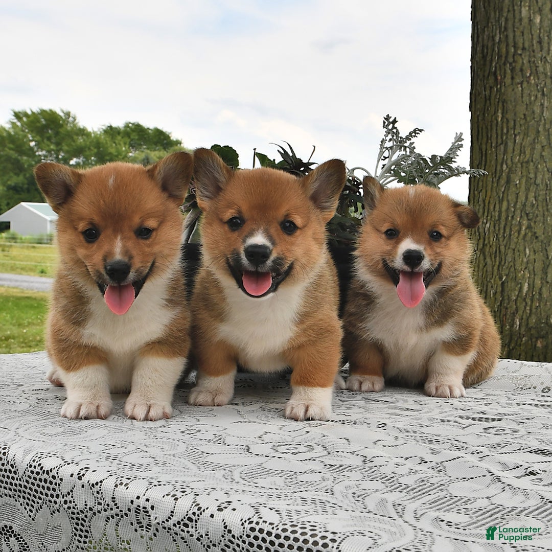 Welsh Corgi Pembroke dogs for sale: Tad - Image 6