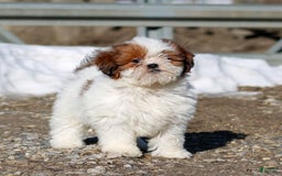 Shihpoo dogs for sale: Buster - Image 16