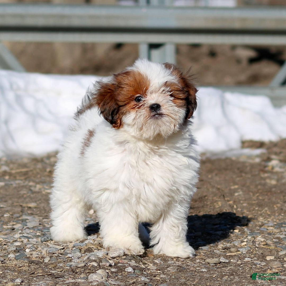 Shihpoo dogs for sale: Buster - Image 16