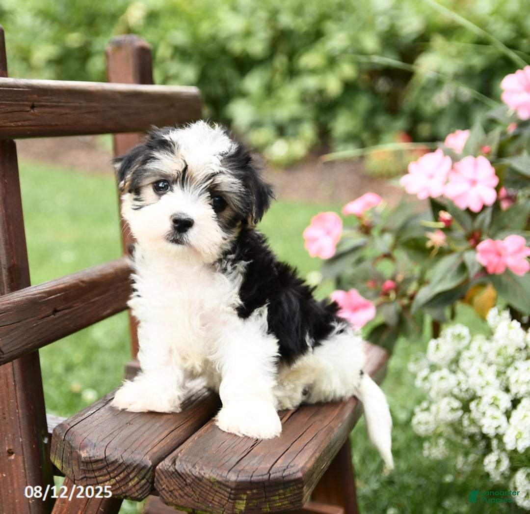 Morkie dogs for sale: Muffin - Image 2