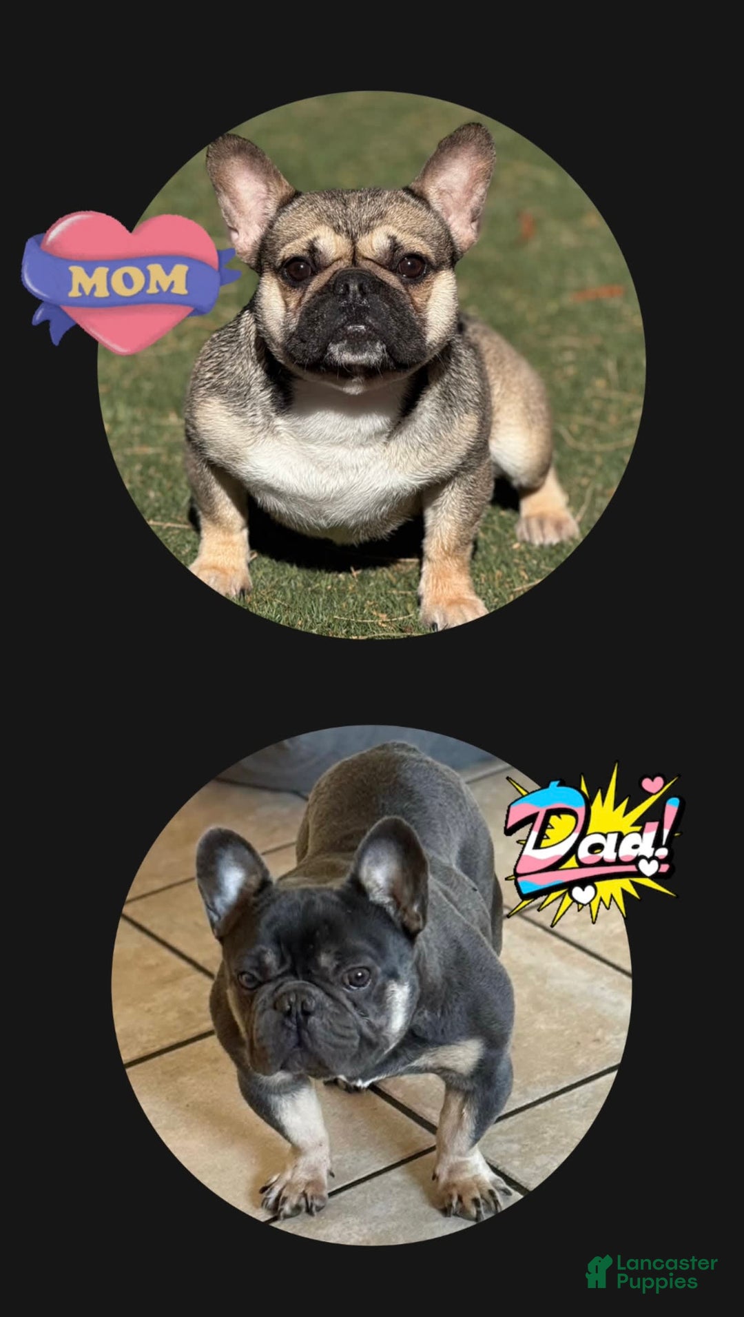 French Bulldog dogs for sale: Aurora - Image 6