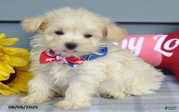 Maltipoo dogs for sale: Mason - Image 14