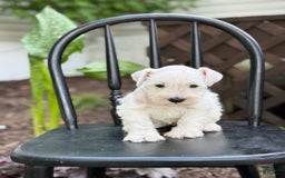 Miniature Schnauzer dogs for sale: Tucker - Image 4