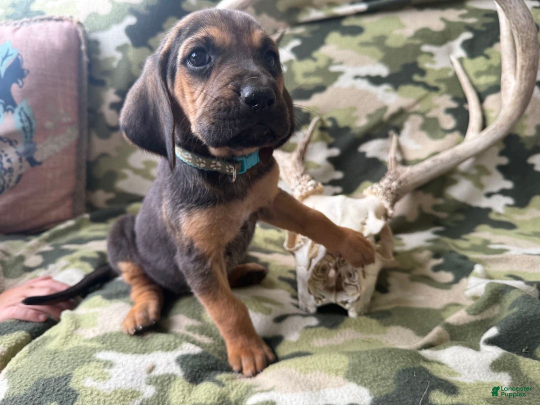 Bloodhound dogs for sale: Missy - Image 1