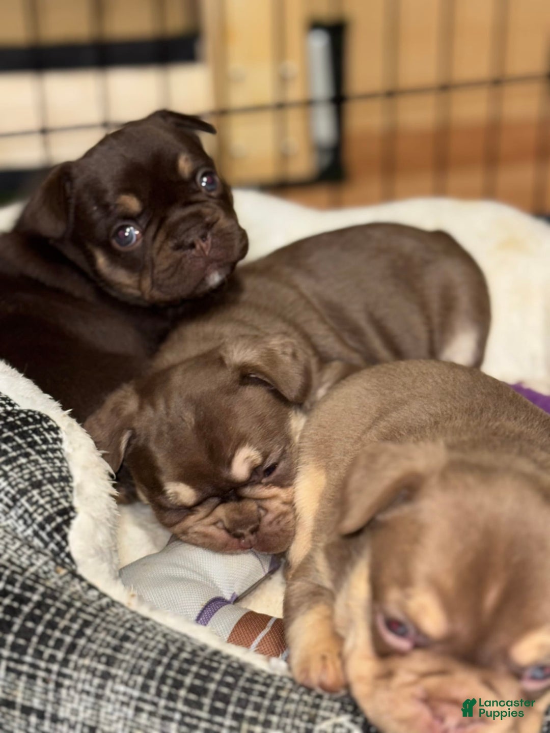 French Bulldog dogs for sale: Amara - Image 12