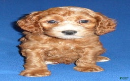 Cockapoo dogs for sale: Dudley - Image 15