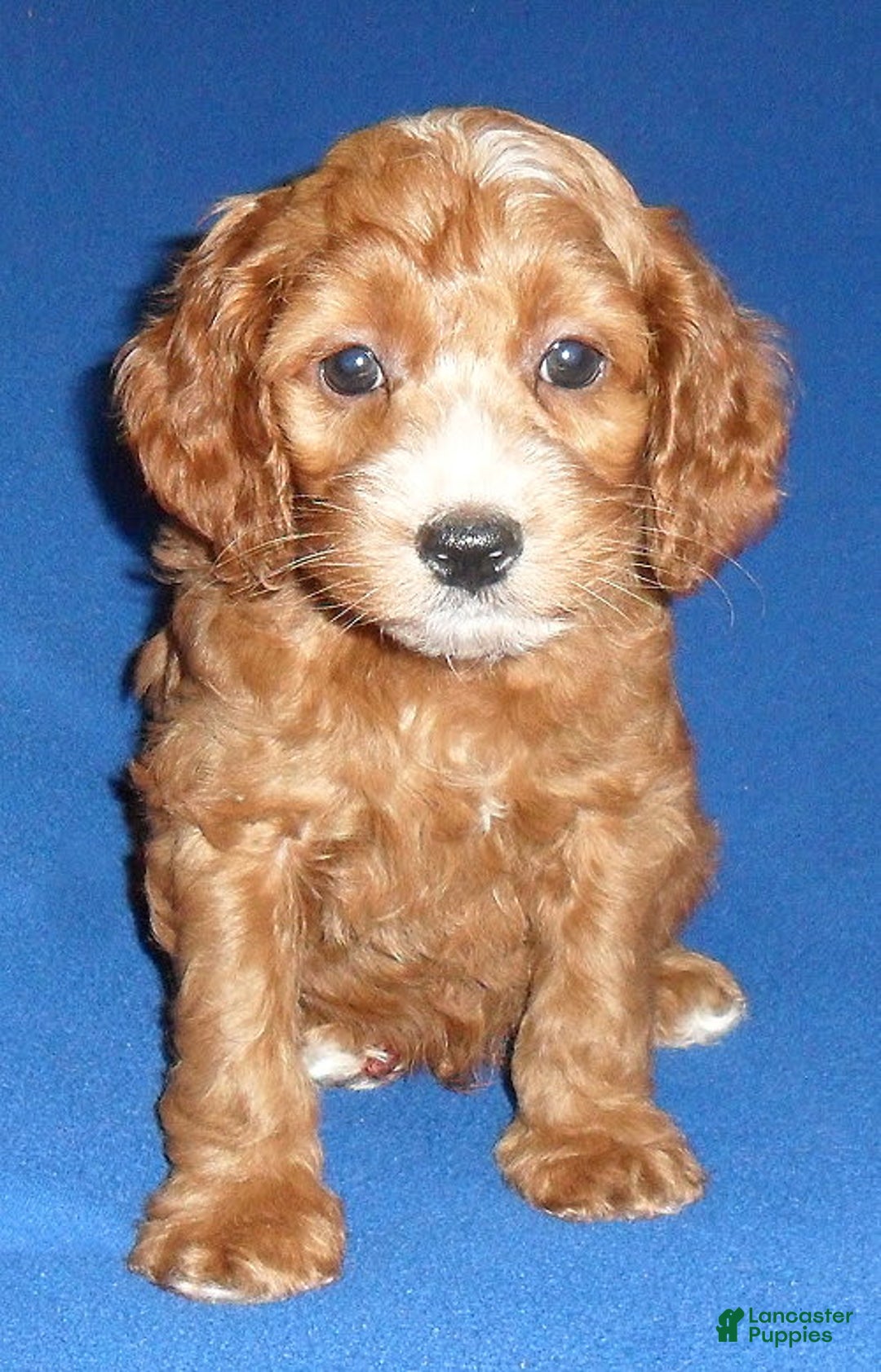 Cockapoo dogs for sale: Dudley - Image 15