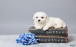 Bichon Frise dogs for sale: Oliver - Image 2