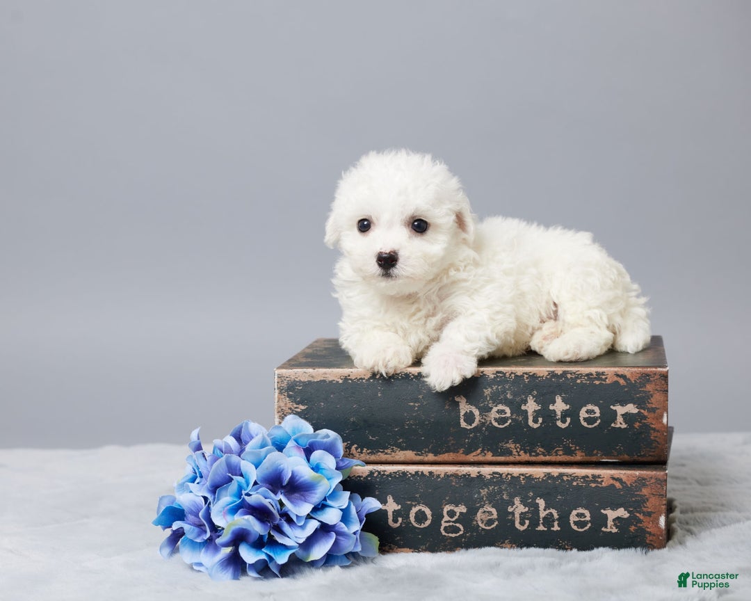 Bichon Frise dogs for sale: Oliver - Image 2