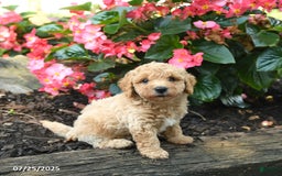 Bichpoo dogs for sale: Andy - Image 4