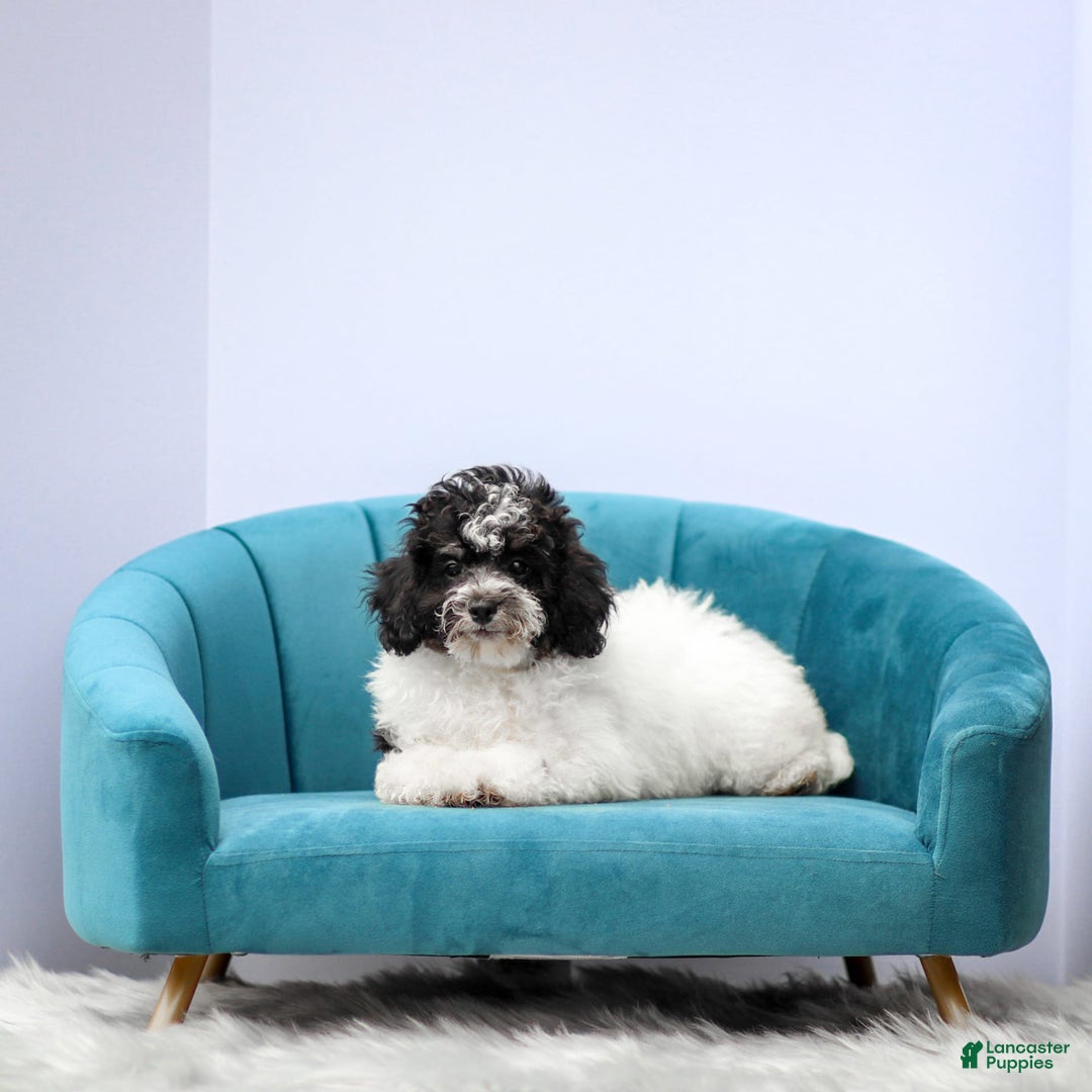 Miniature Poodle dogs for sale: Bentley - Image 1