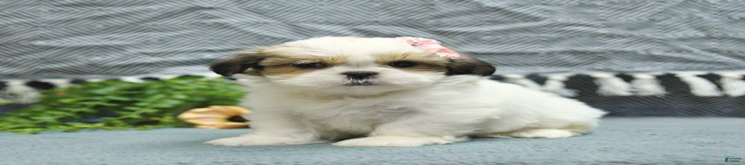 Lenya