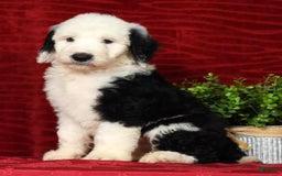Sheepadoodle dogs for sale: Benji - Image 6