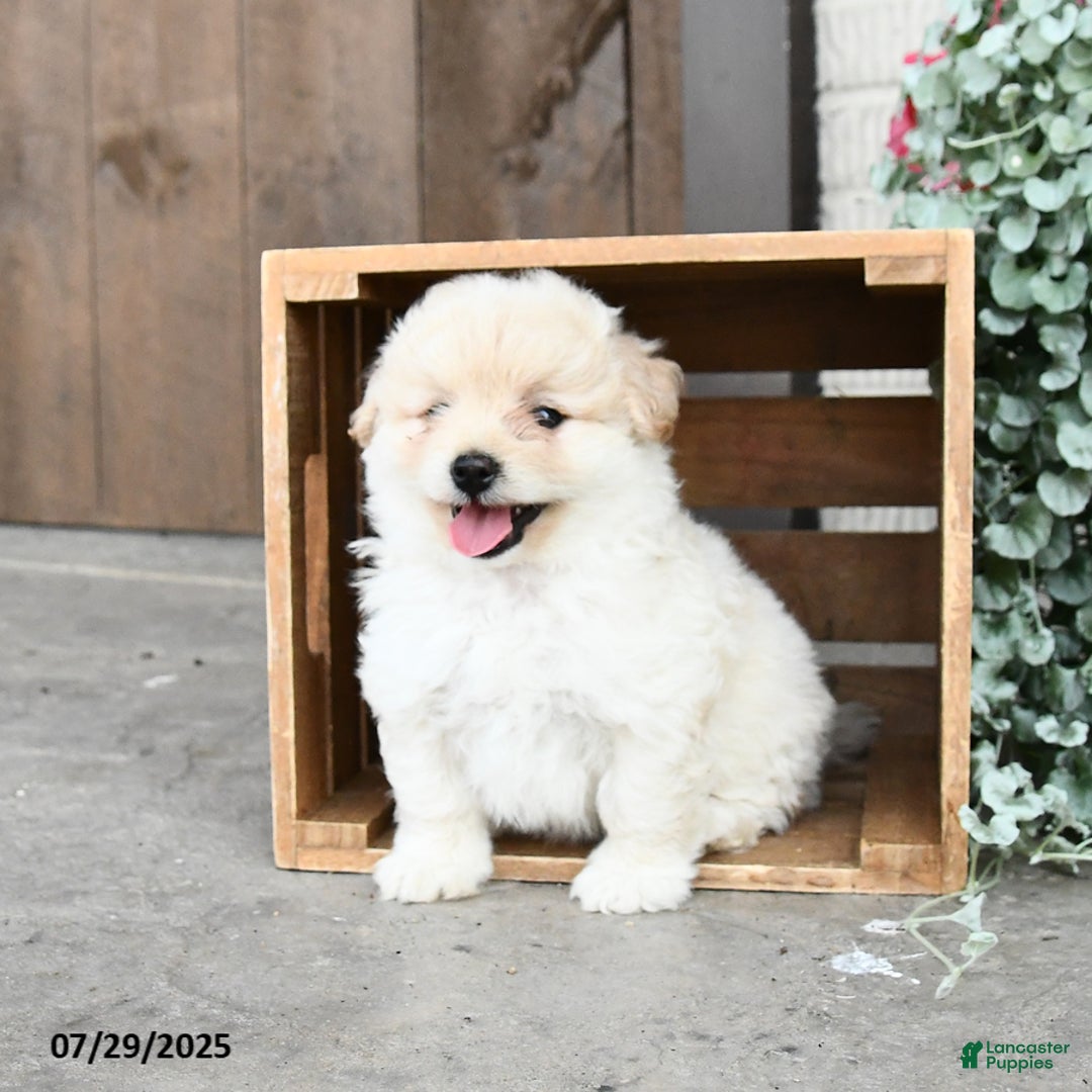 Pomapoo dogs for sale: Roxie - Image 2