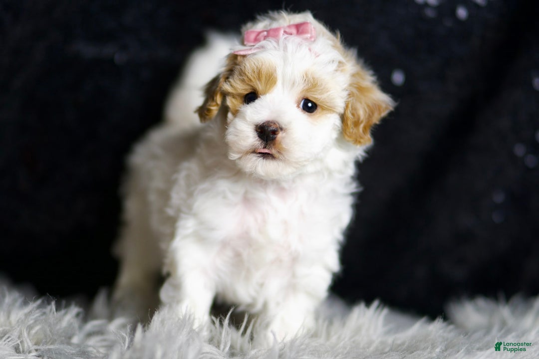 Maltipoo dogs for sale: May - Image 7