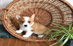 Welsh Corgi Pembroke dogs for sale: Joy - Image 1