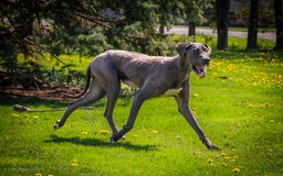 Great Dane dogs for sale: Missy - Image 31