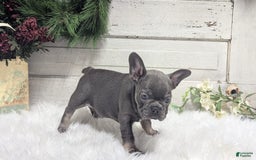 French Bulldog dogs for sale: Kandi - Image 1