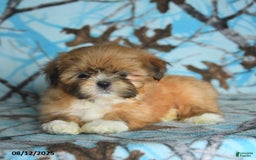 Shih Tzu dogs for sale: Rain - Image 3