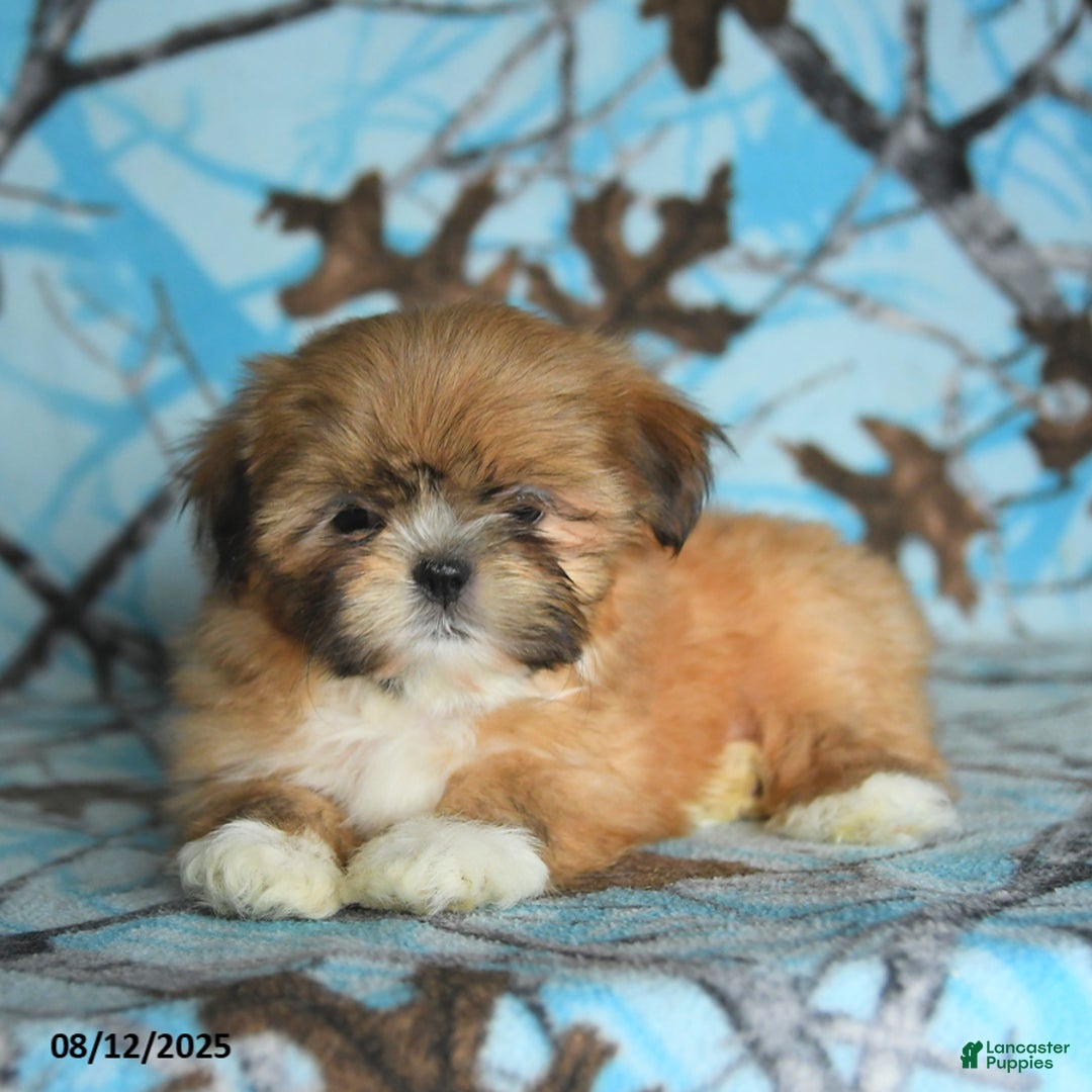 Shih Tzu dogs for sale: Rain - Image 3