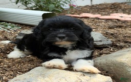 Cavapoo dogs for sale: Cassie - Image 3