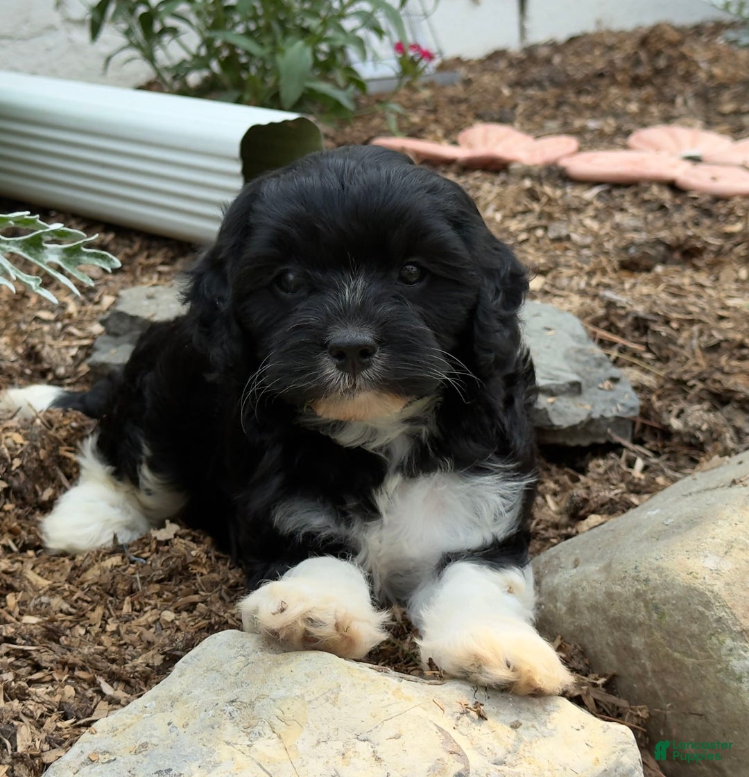 Cavapoo dogs for sale: Cassie - Image 3
