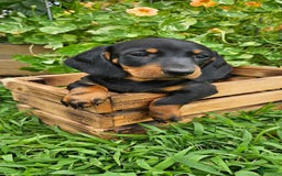 Miniature Dachshund dogs for sale: Max - Image 2