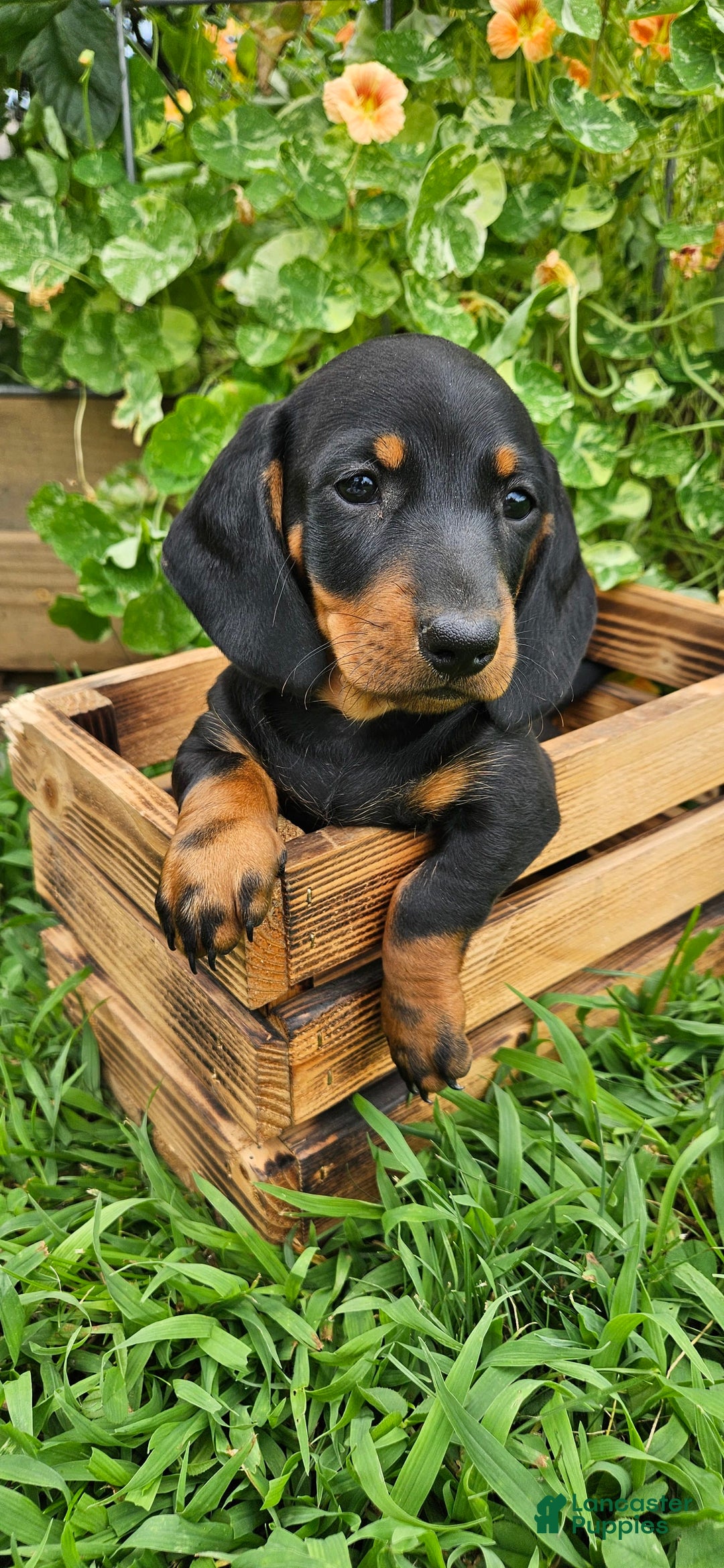 Miniature Dachshund dogs for sale: Max - Image 2