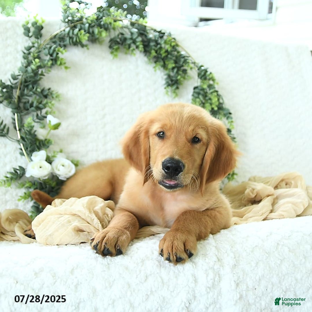 Golden Retriever dogs for sale: Anson - Image 17