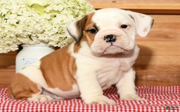 Beabull dogs for sale: Carson - Image 6