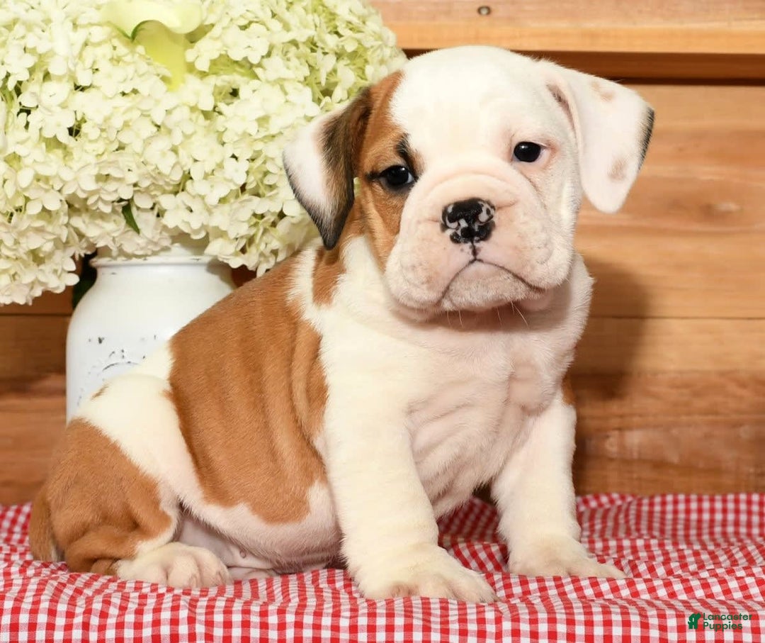 Beabull dogs for sale: Carson - Image 6