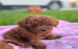 Toy Poodle dogs for sale: Missy - Image 2