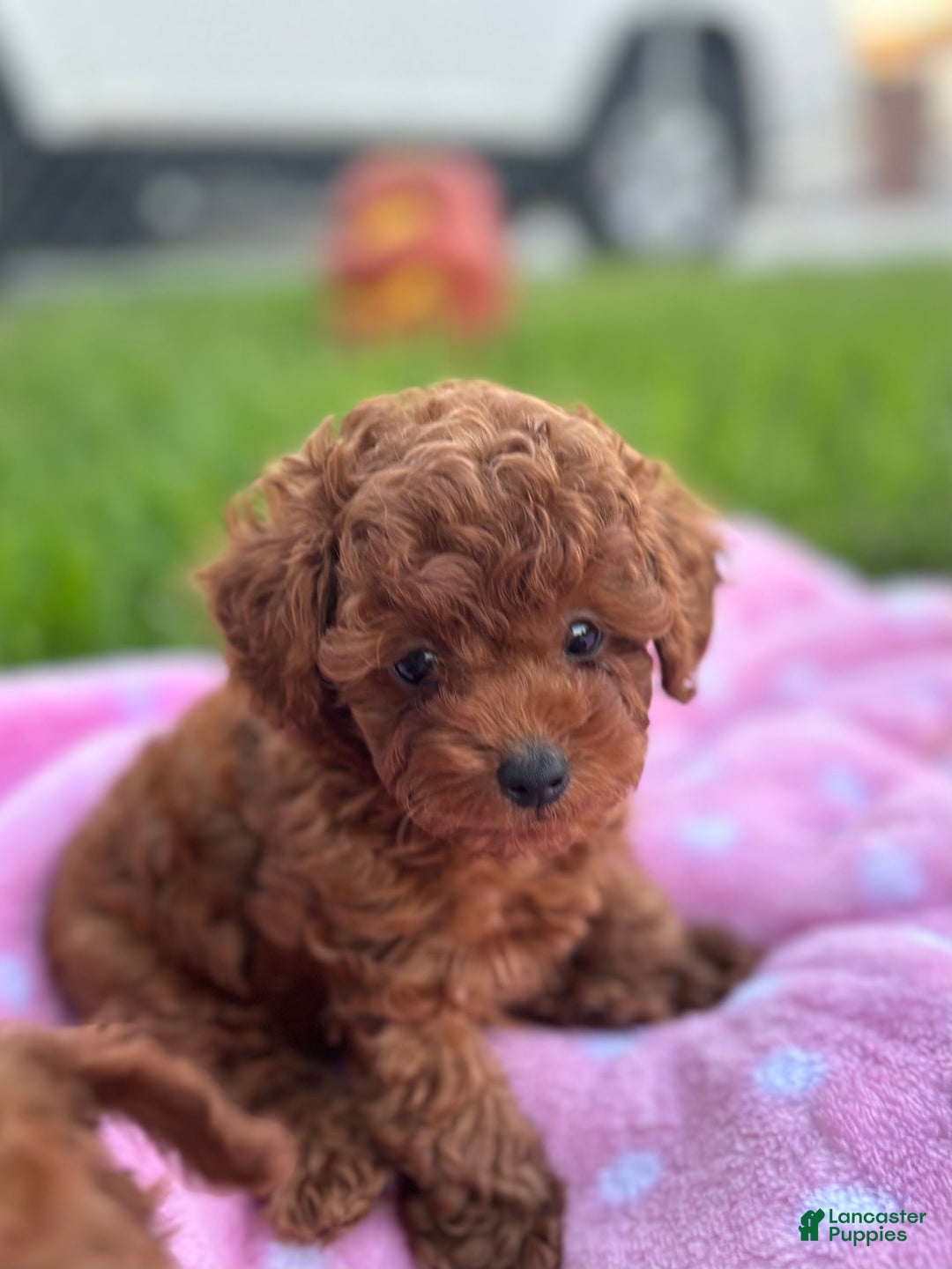 Toy Poodle dogs for sale: Missy - Image 2