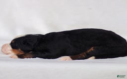 Mini Bernedoodle dogs for sale: Milo - Image 4