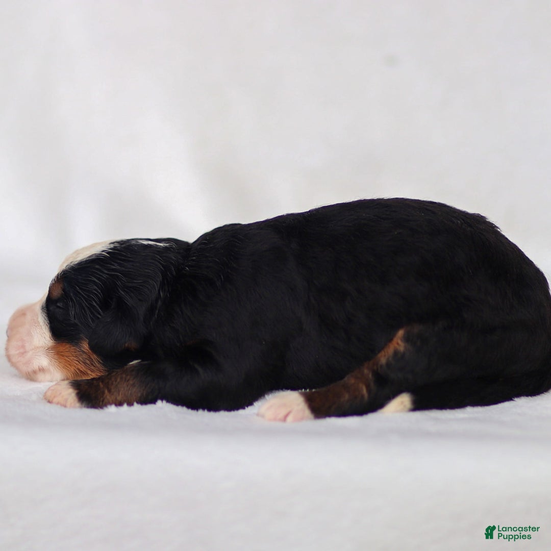 Mini Bernedoodle dogs for sale: Milo - Image 4
