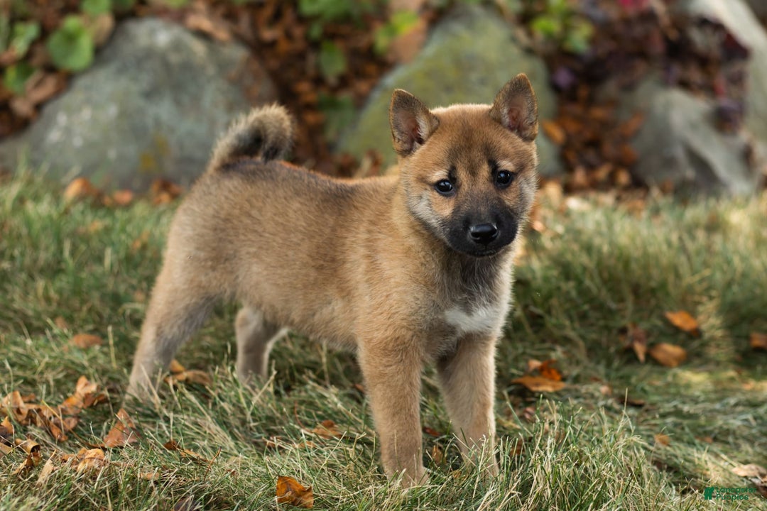 Shiba Inu dogs for sale: Jacquline - Image 3
