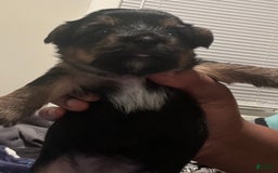 Yorkshire Terrier dogs for sale: Marcie - Image 9