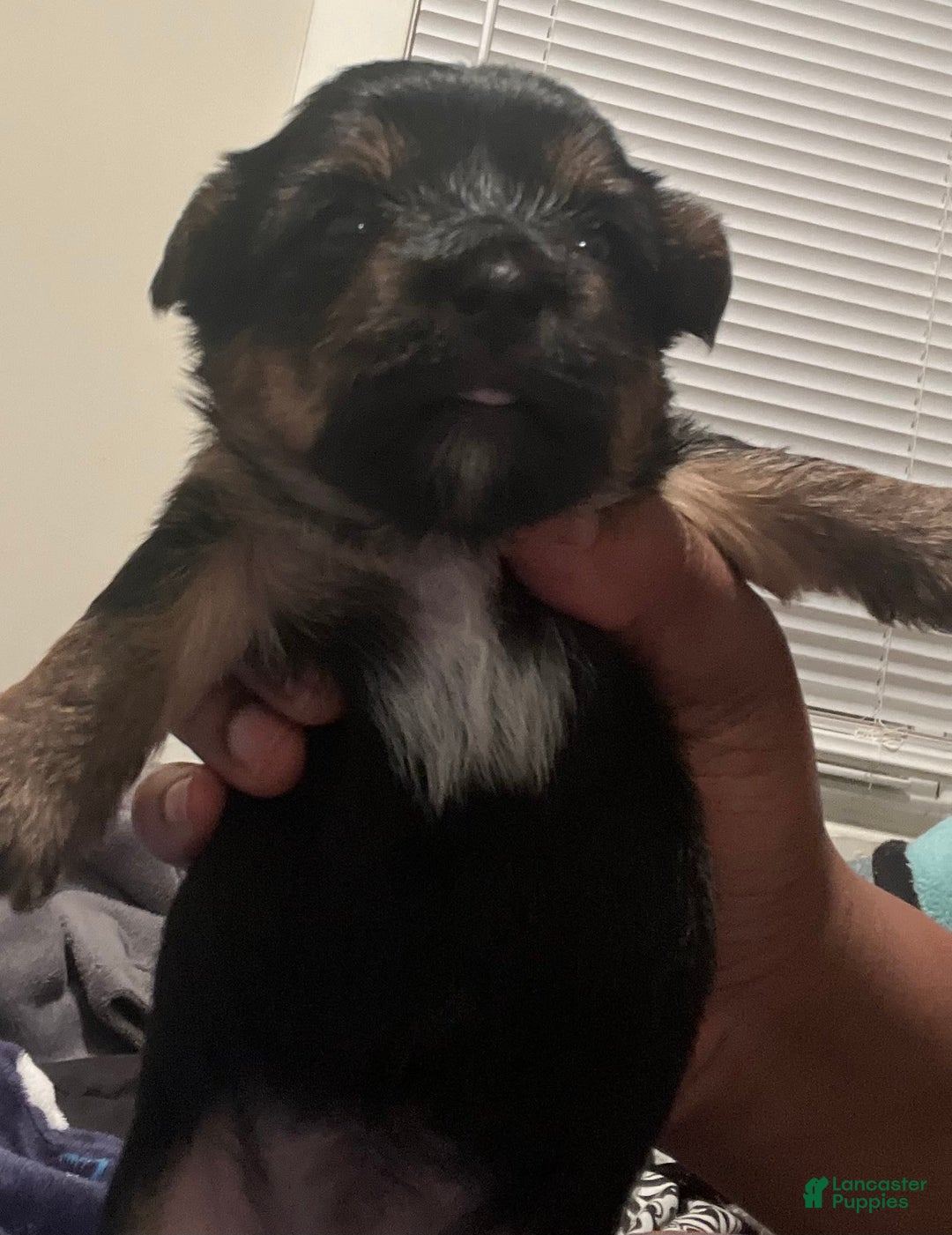 Yorkshire Terrier dogs for sale: Marcie - Image 9