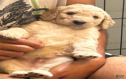 Goldendoodle dogs for sale: Lillies Litter - Image 6