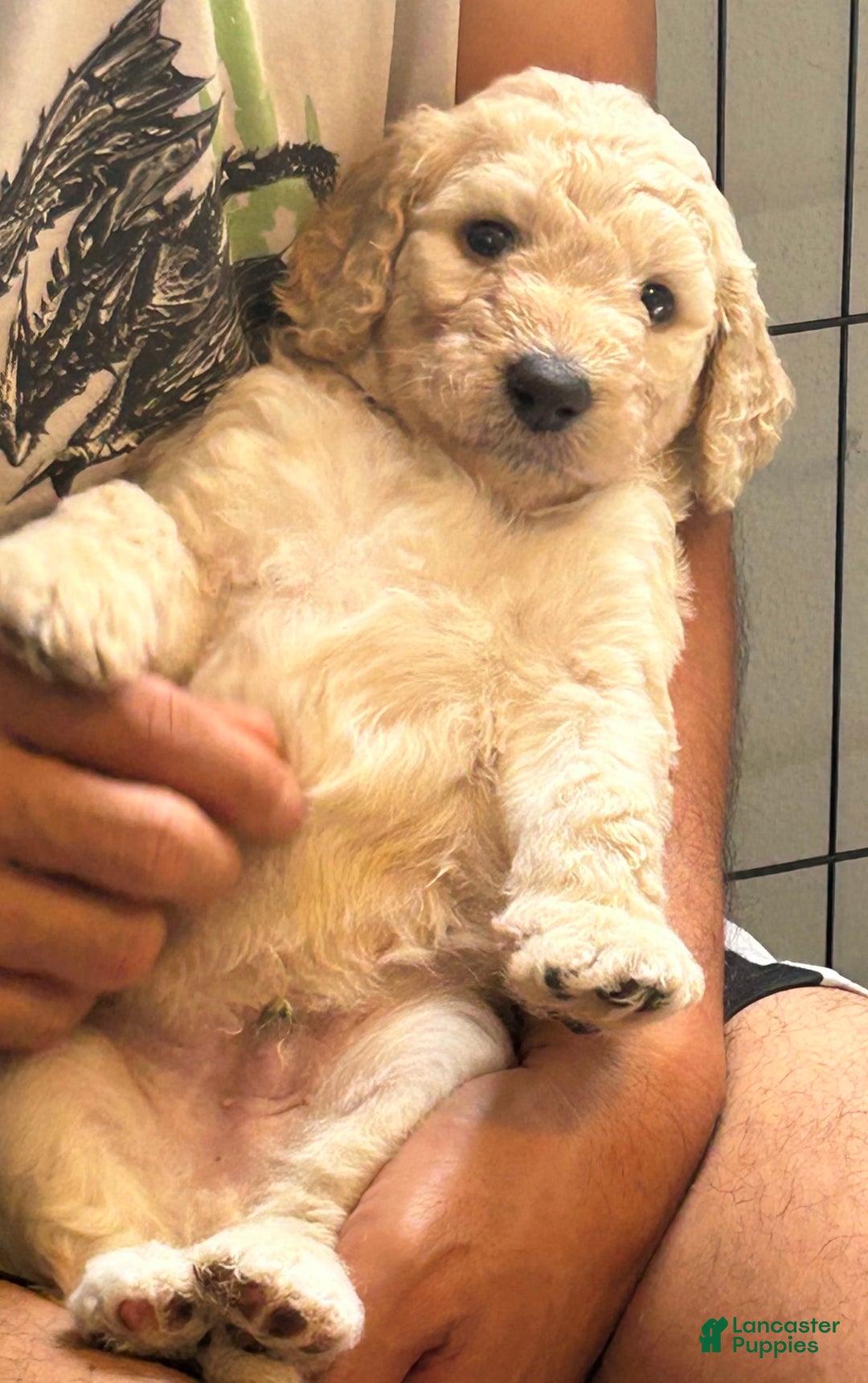 Goldendoodle dogs for sale: Lillies Litter - Image 6