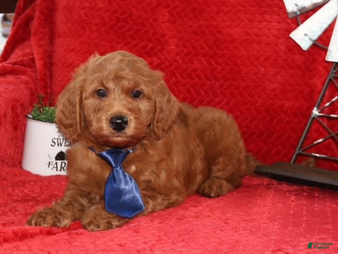 Mini Goldendoodle dogs for sale: Sammy - Image 1