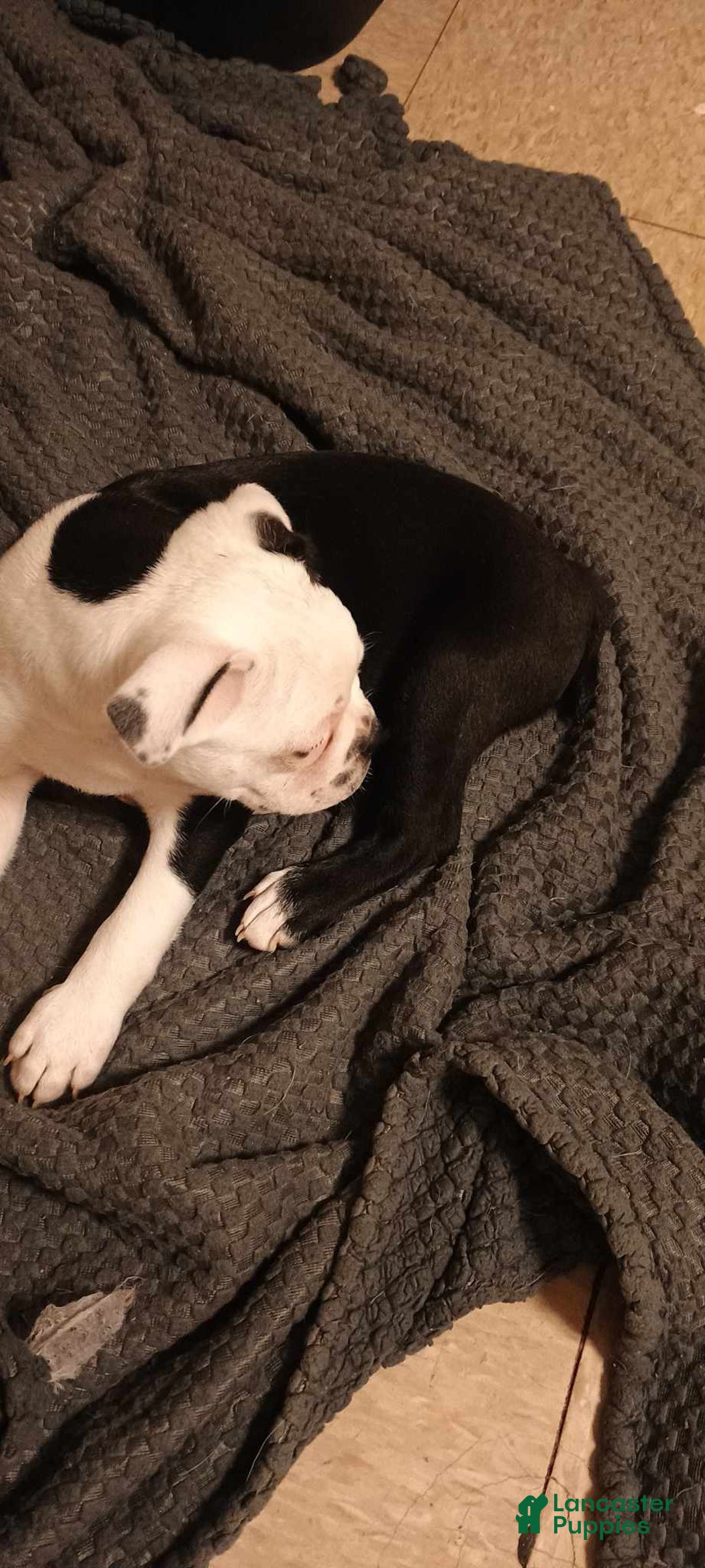 Boston Terrier dogs for sale: Whitehead - Image 5