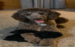Standard Poodle dogs for sale: Richard - Image 3