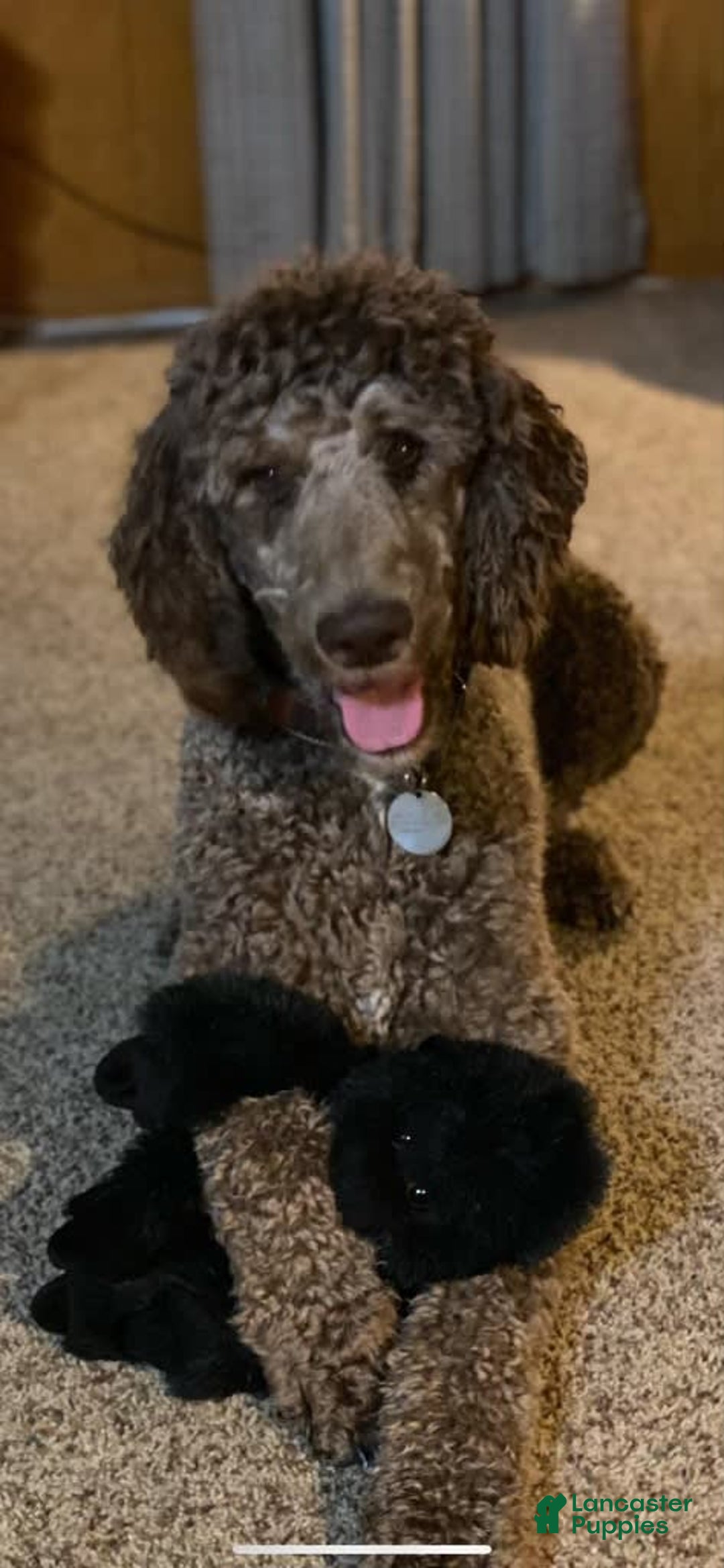 Standard Poodle dogs for sale: Richard - Image 3