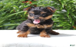 Yorkshire Terrier dogs for sale: Remmy - Image 2