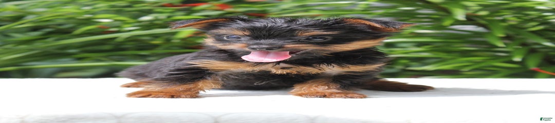 Remmy