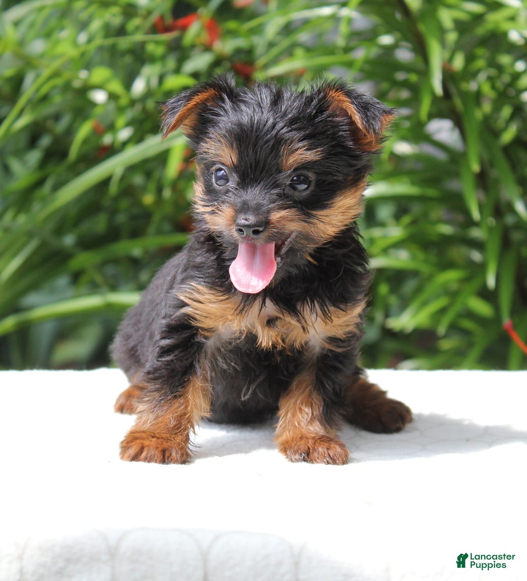 Yorkshire Terrier dogs for sale: Remmy - Image 2